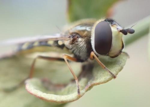 Réf. 277 072 : Eupeodes sp.